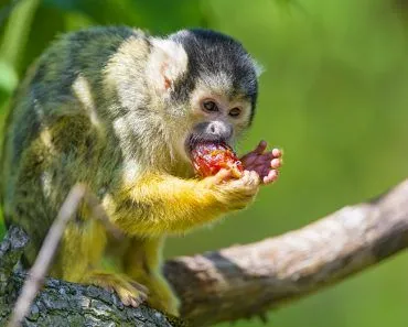 squirrel monkey eating red fruit