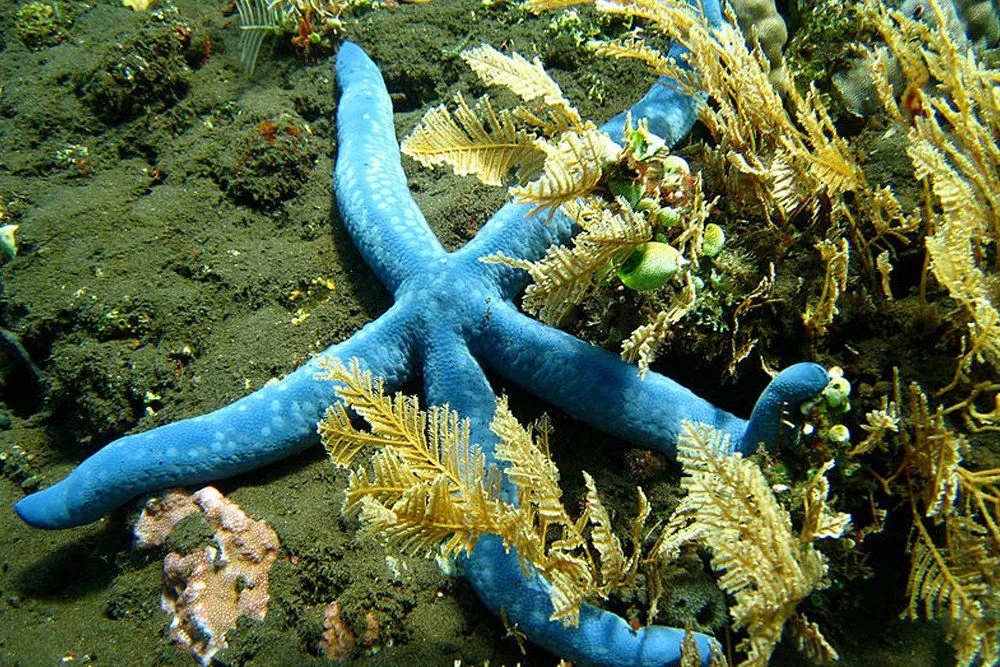 Detritivore: Definition, Function And Examples