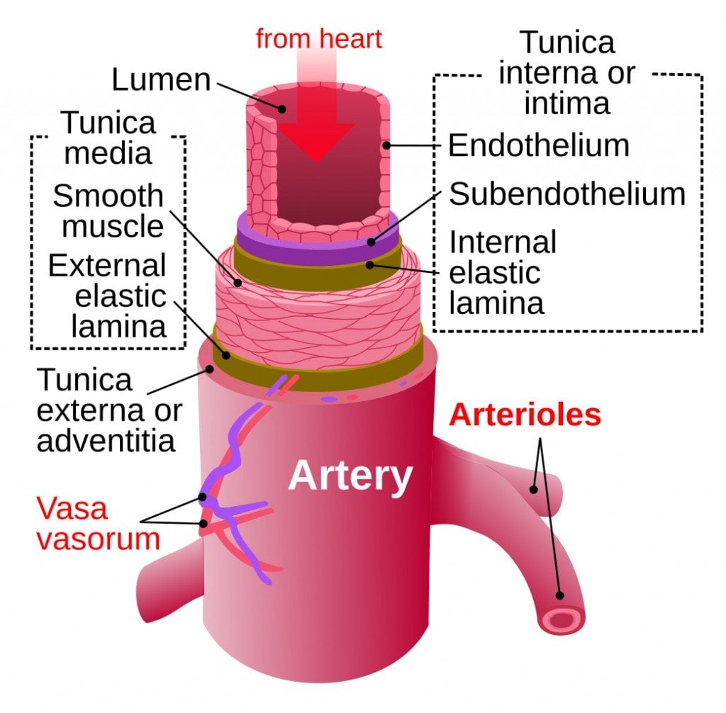 Artery
