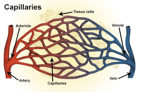 Capillaries
