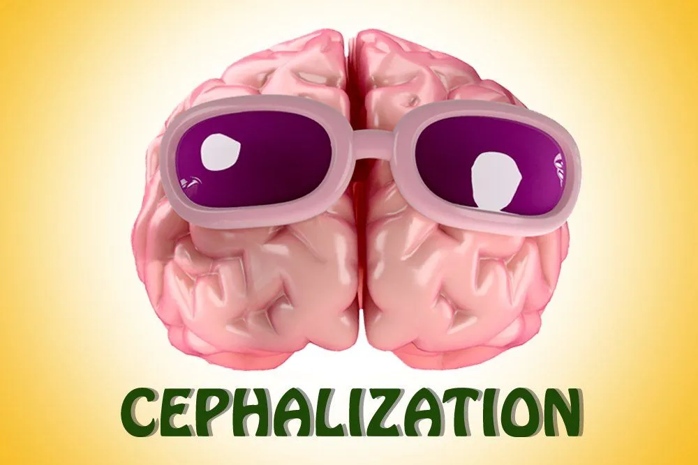 Cephalization: Definition, Examples And Significance