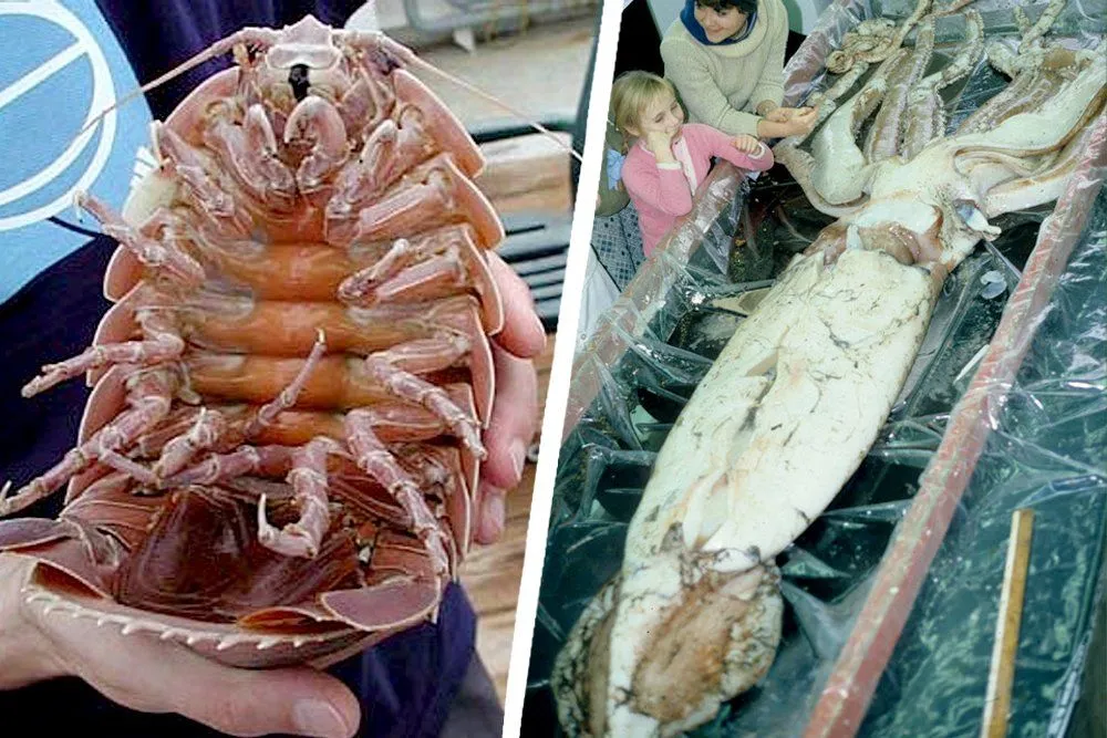 Giant Isopod (left), Deep sea squids (right)(Photo Credit: NOAA/Wikimedia Commons & Flickr)