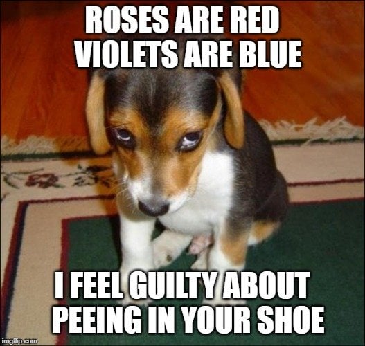ROSES ARE RED VIOLETS ARE BLUE; I FEEL GUILTY ABOUT PEEING IN YOUR SHOE meme