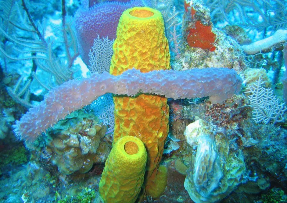 Benthic Zone: Definition, Characteristics And Living Habitat