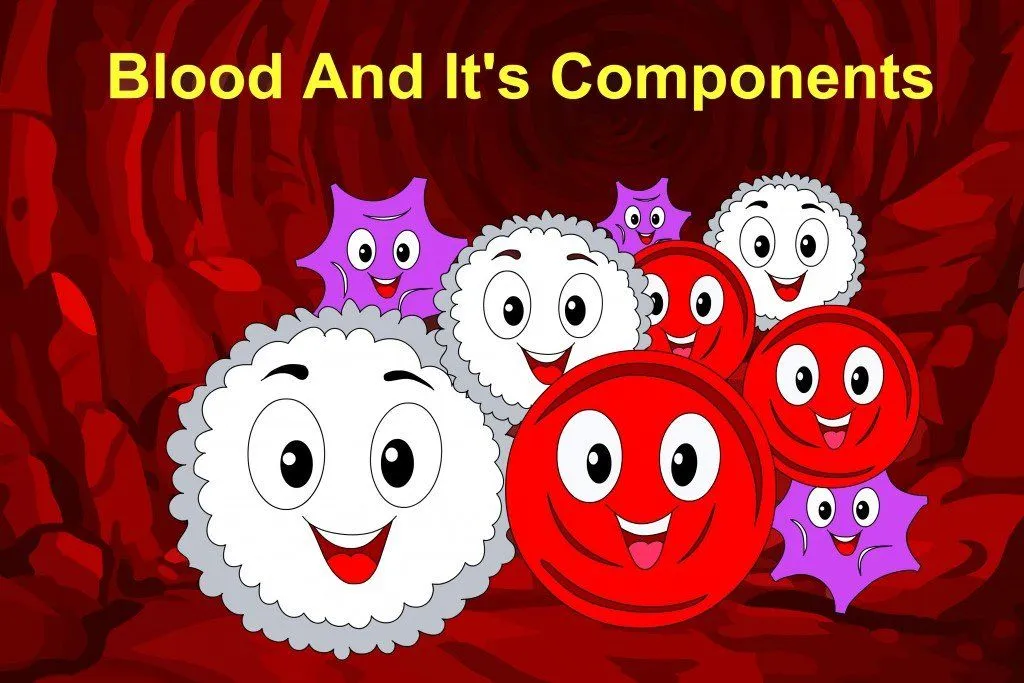 What Is Blood And Its Components?