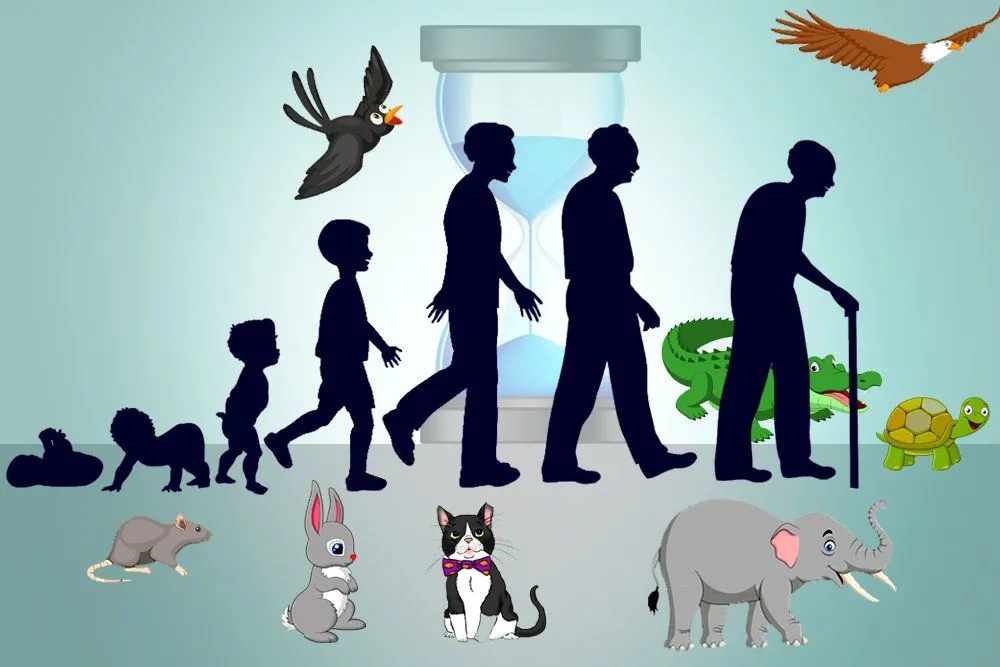 Maximum Longevity: What Decides The Lifespan Of A Species?