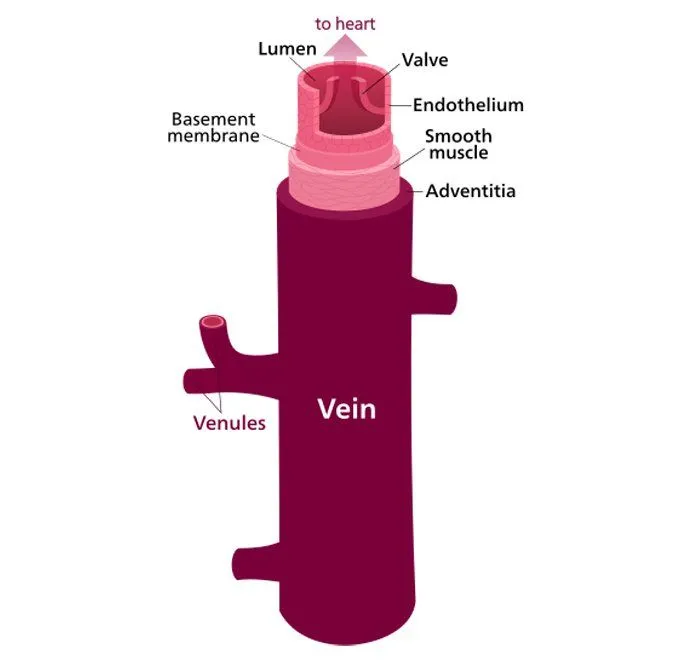 vein