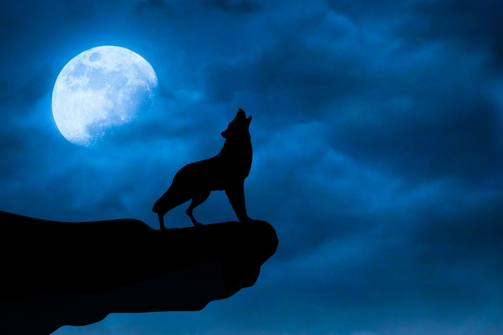 Howling wolf