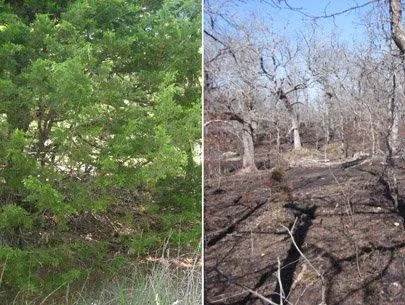 before and after wild life