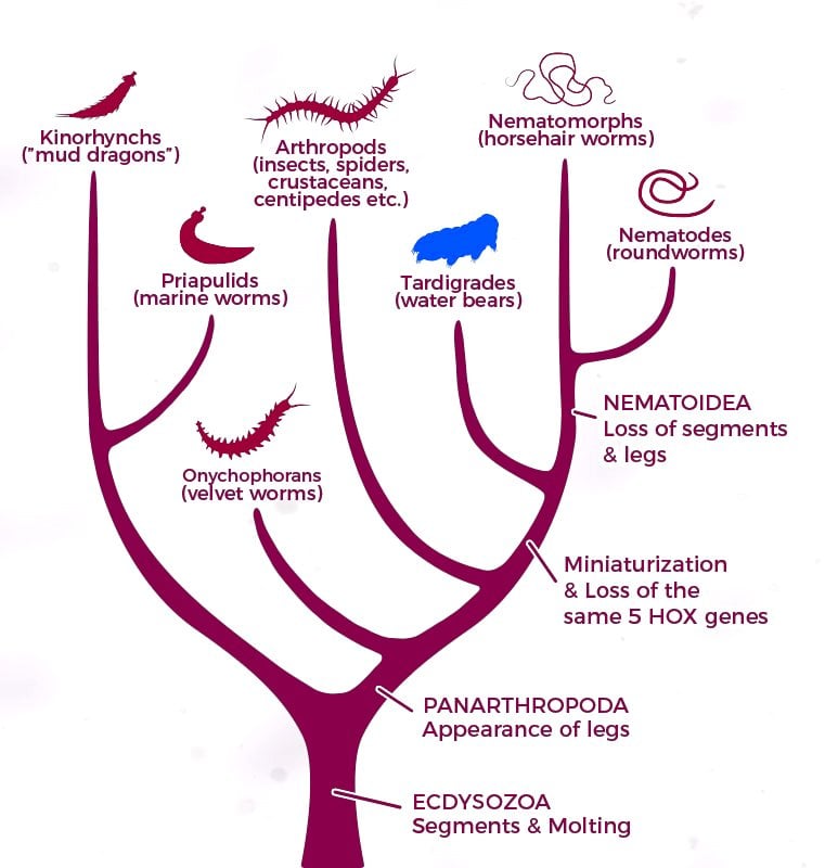 tardigrades arthropods