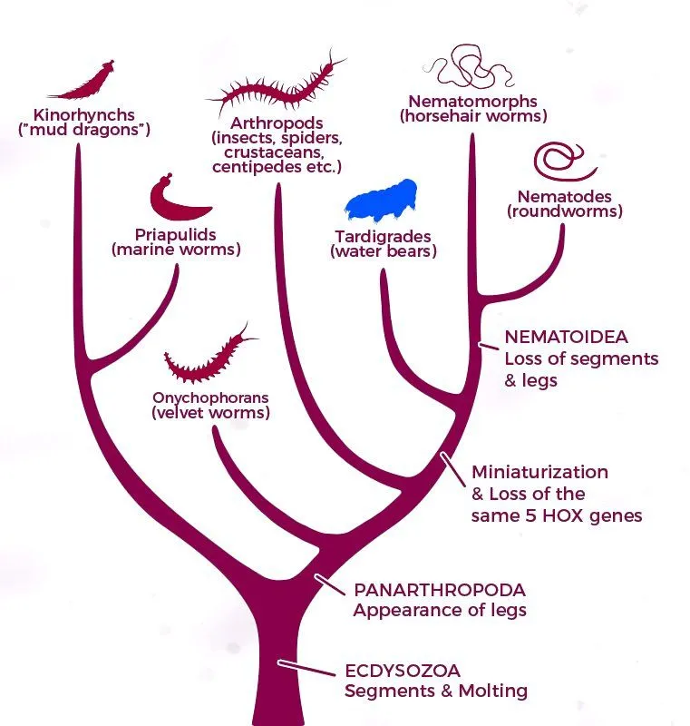 tardigrades arthropods