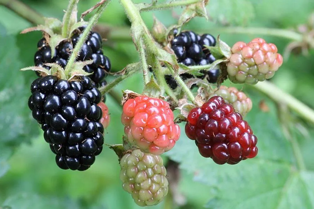 Ripe Vs Unripe Fruit Nutrition: Do Nutrients Level Change As Fruit Ripens?