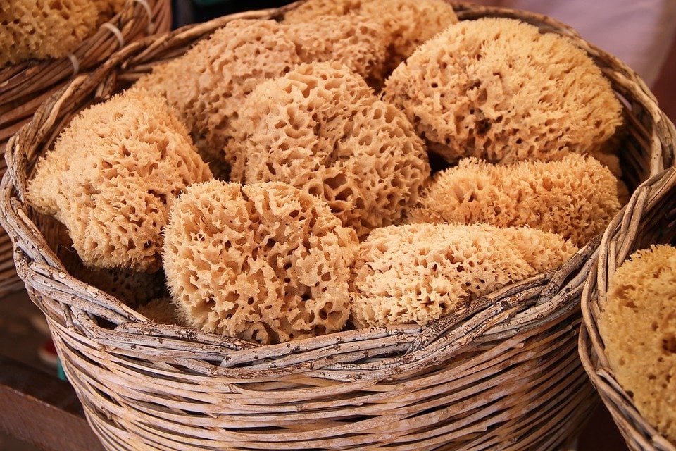 sea sponge