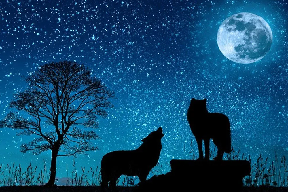 Do Wolves Really Howl At The Moon?