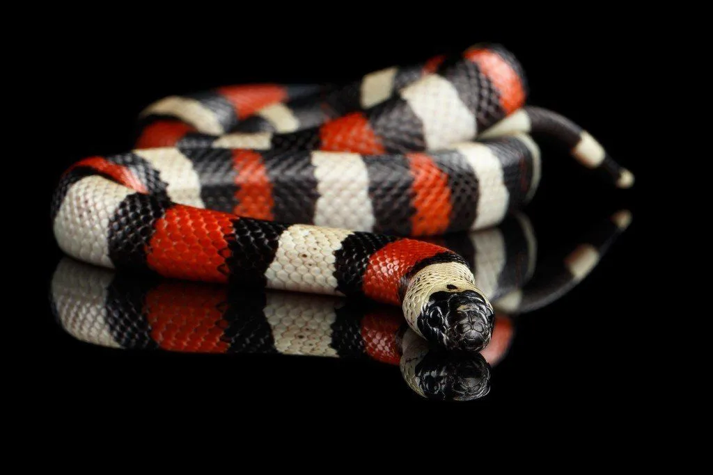 Milk Snake: Diet, Habitat, Behavior, Lifespan And Other Facts