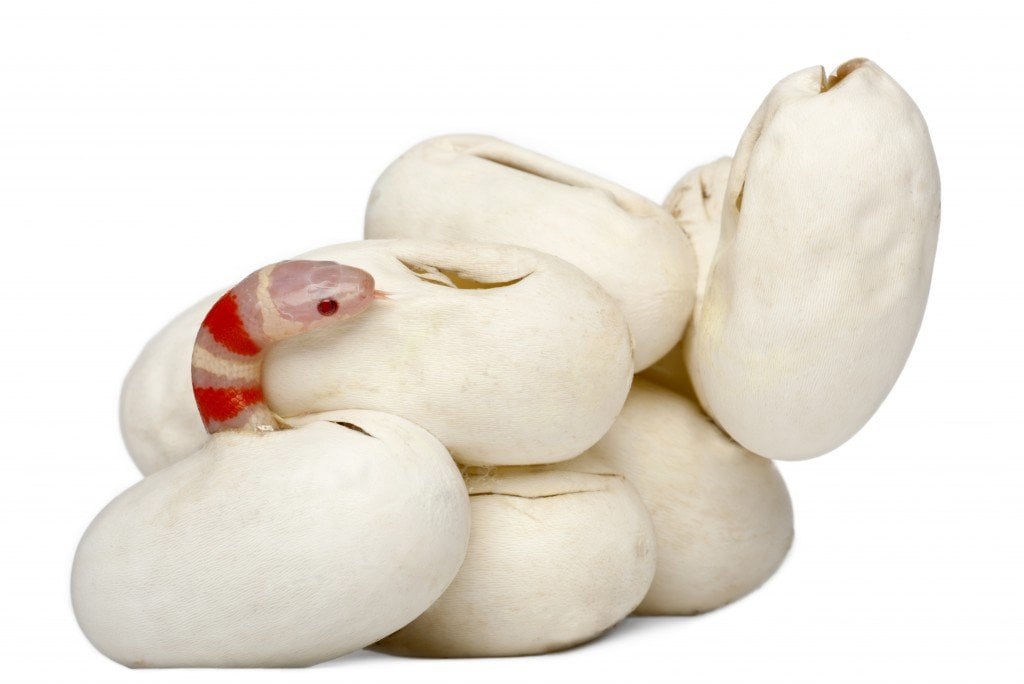 Hypomelanistic milk snake or milksnake, lampropeltis triangulum hondurensis, 16 minutes old, in front of white background Image(Eric Isselee)