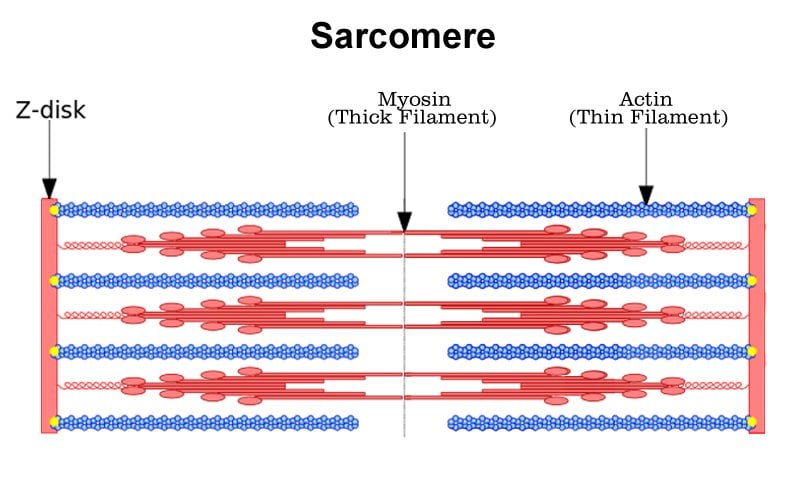 Sarcomere , muscle