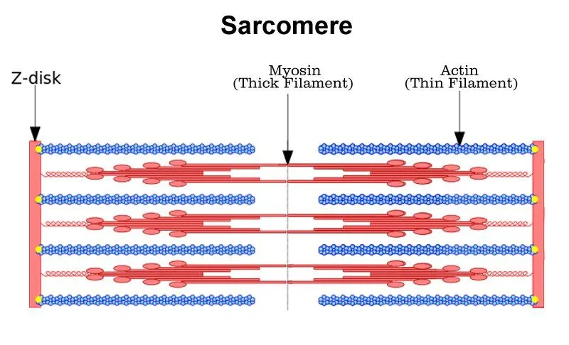 Sarcomere , muscle
