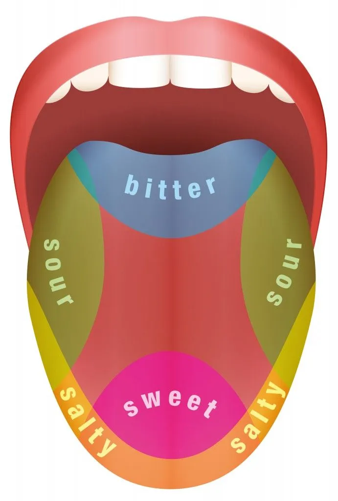 Tongue with four different taste areas - bitter, sweet, sour and salty. Isolated vector illustration on white background. - Vector( Peter Hermes Furian)s