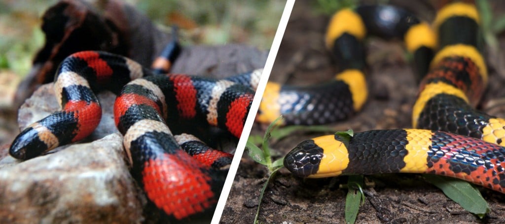 coral snake and milk snake