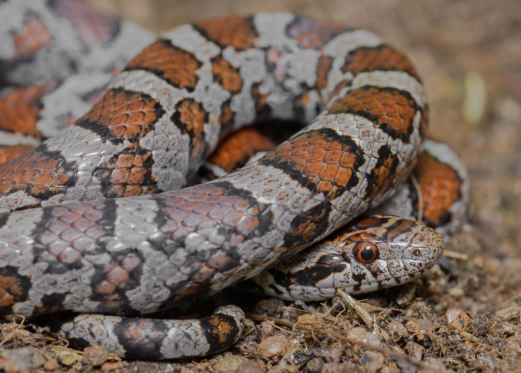 eastern milk snake