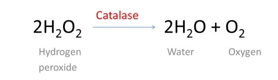 hydrogen peroxide reaction with catalase 