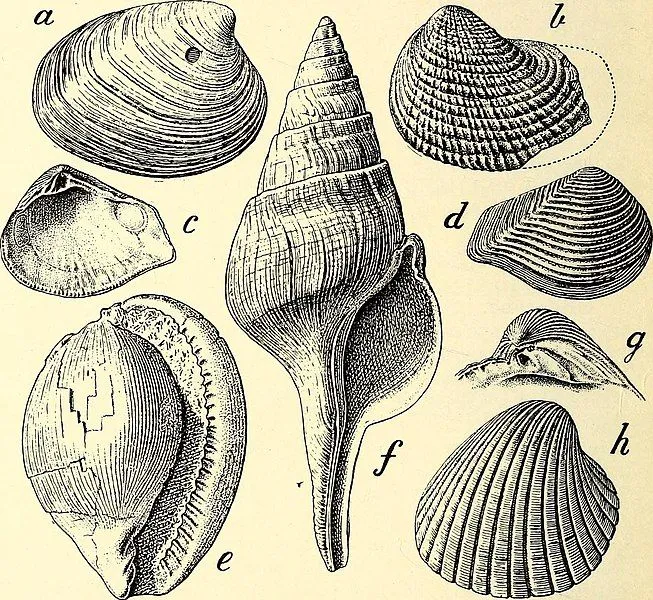 A guide to the fossil invertebrate animals in the Department of geology and palaeontology in the British museum