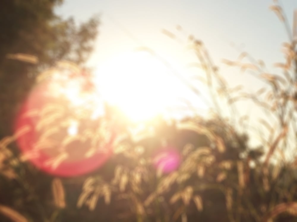 Abstract of grass flower with sunlight and flare lens - Image(peeraporn kwanprom)S