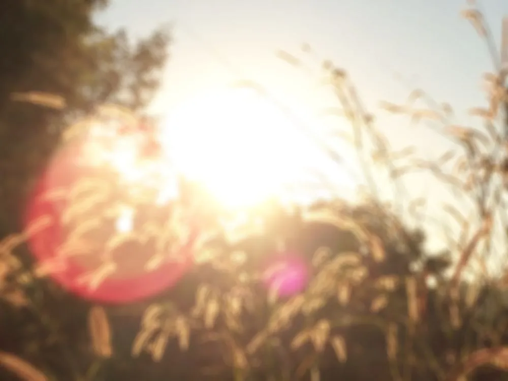 Abstract of grass flower with sunlight and flare lens - Image(peeraporn kwanprom)S