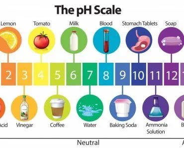 An Education Poster of pH Scale illustration - Vector(BlueRingMedia)s