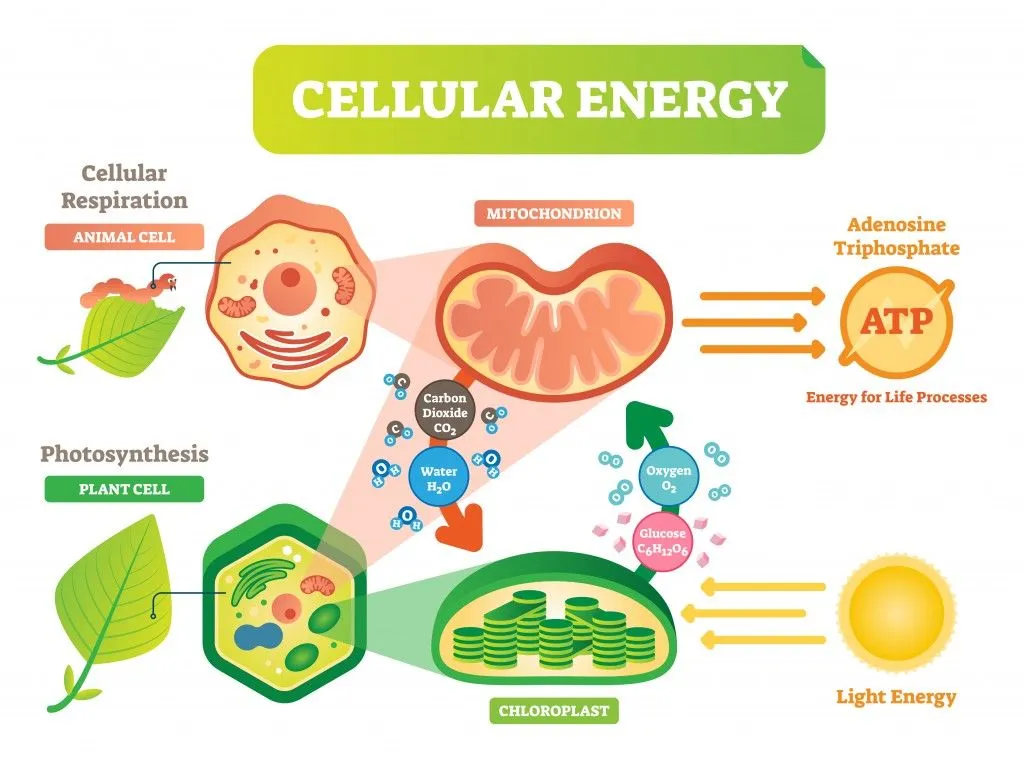 Animal and plant cell energy cycle vector illustration diagram with mitochondrion and chloroplast interaction. - Vector(VectorMine)s