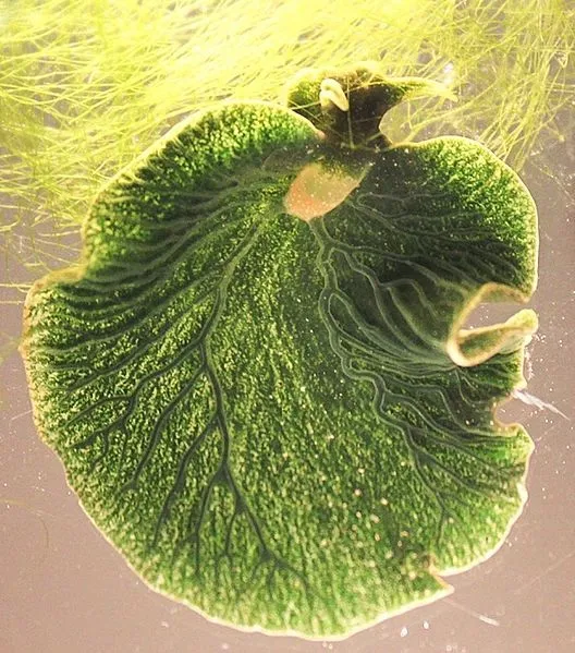 Elysia chlorotica body