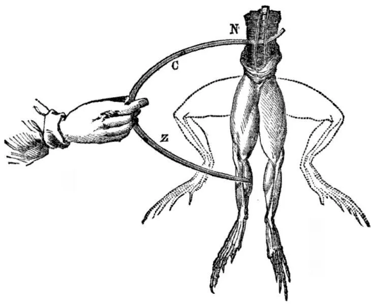 Galvani frogs legs electricity