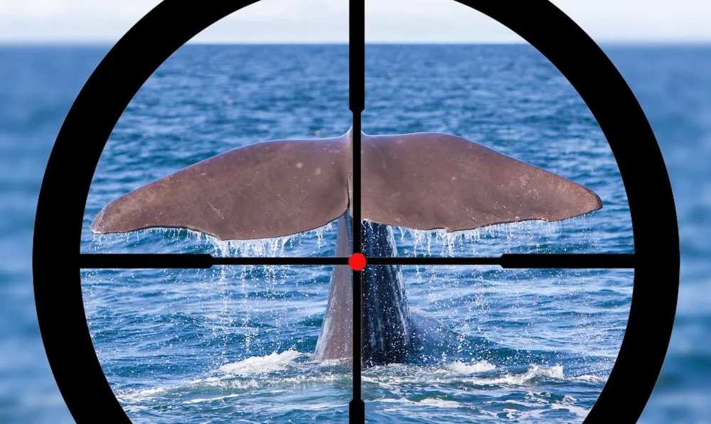 Whaling: How Has Whale Hunting Affected World Climate?