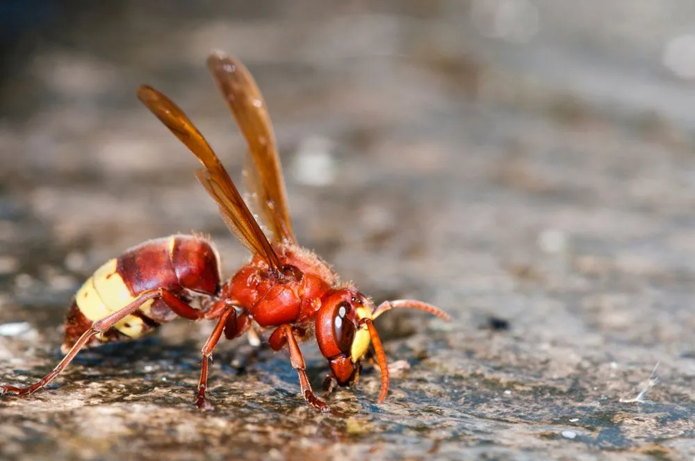 Oriental hornet - Vespa orientalis, Crete - Image(ASakoulis)s