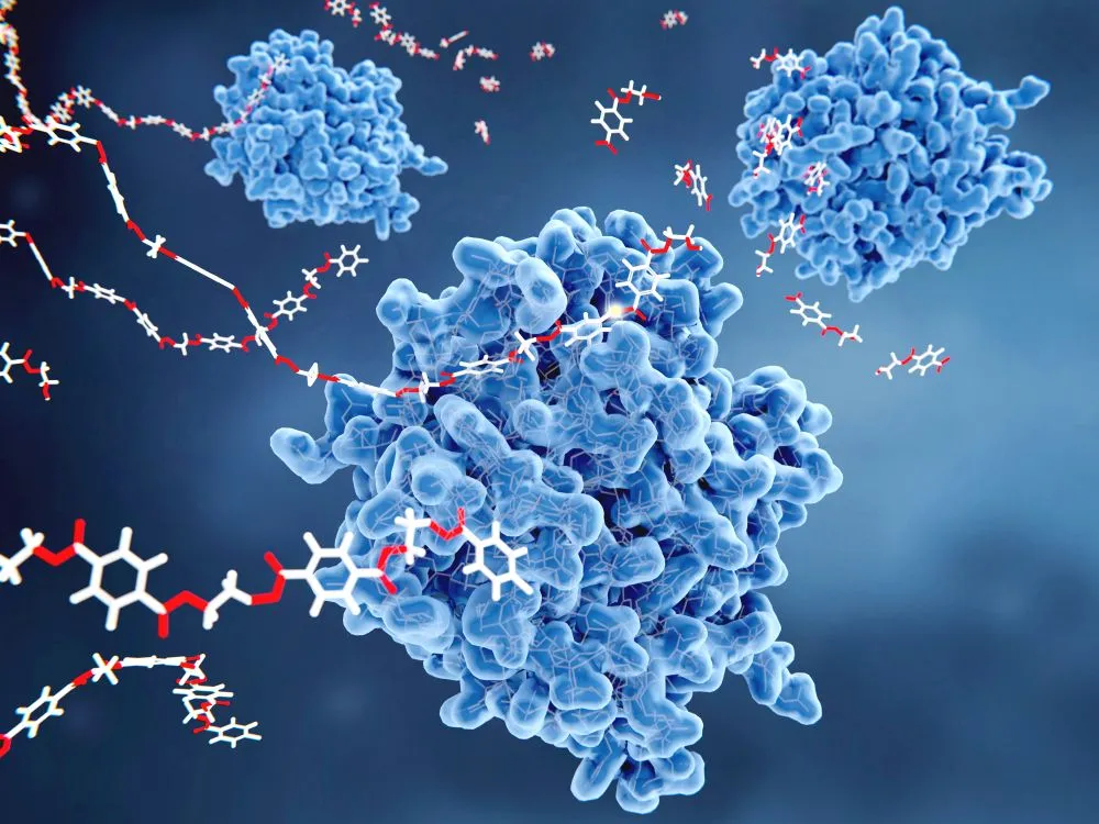 Uncompetitive Vs Non Competitive Inhibition: Understanding Their Difference