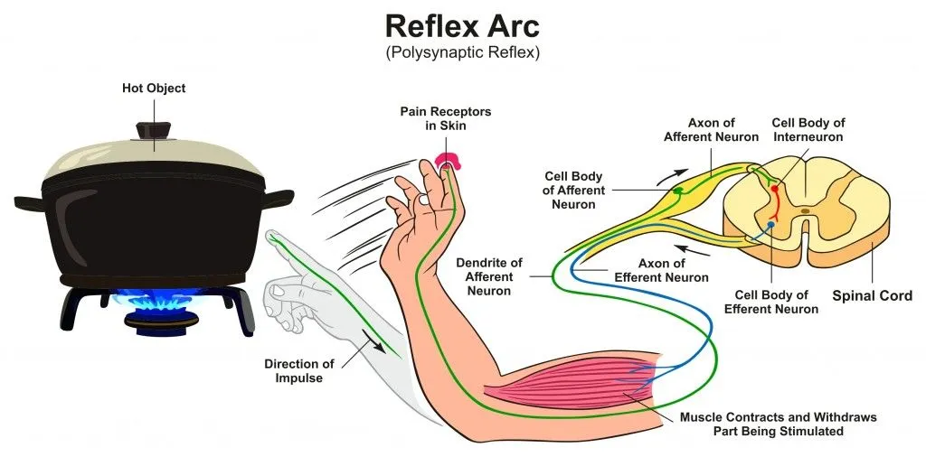 Reflex Arc infographic diagram with example of polysynaptic reflex human hand touching hot object pain receptors and direction of impulse for medical science education - Vector(udaix)s