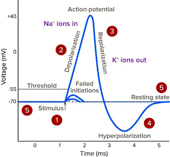 action potential graph