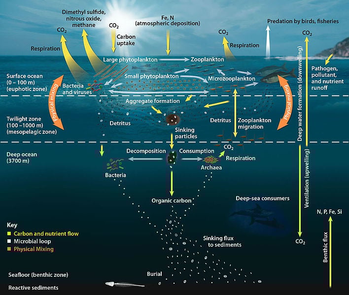 oceanic food web