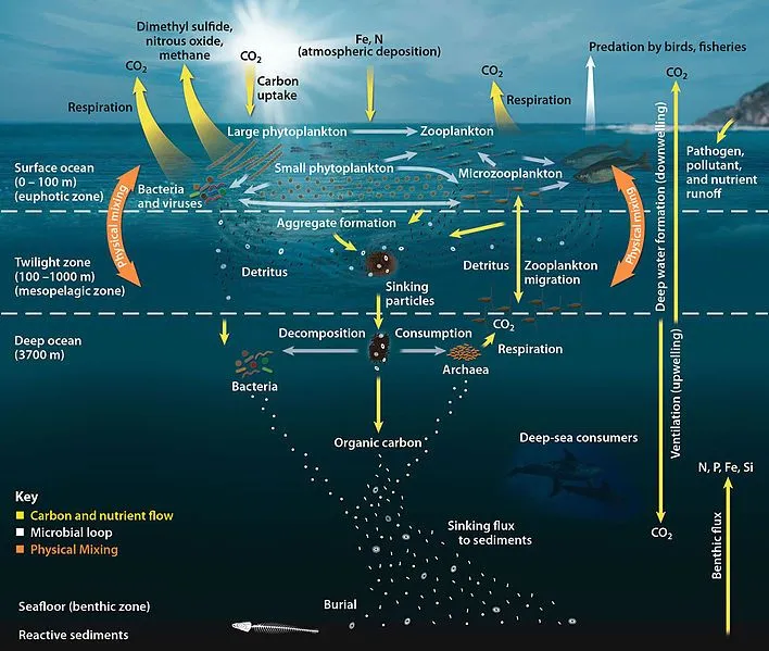 oceanic food web