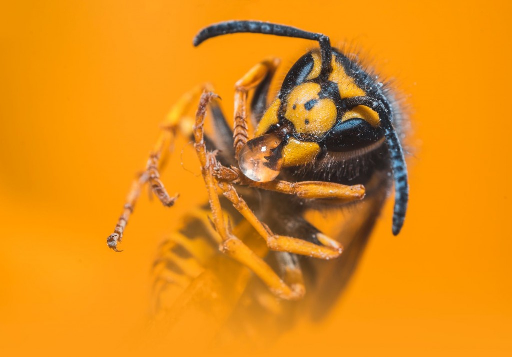 yellow jacket wasp