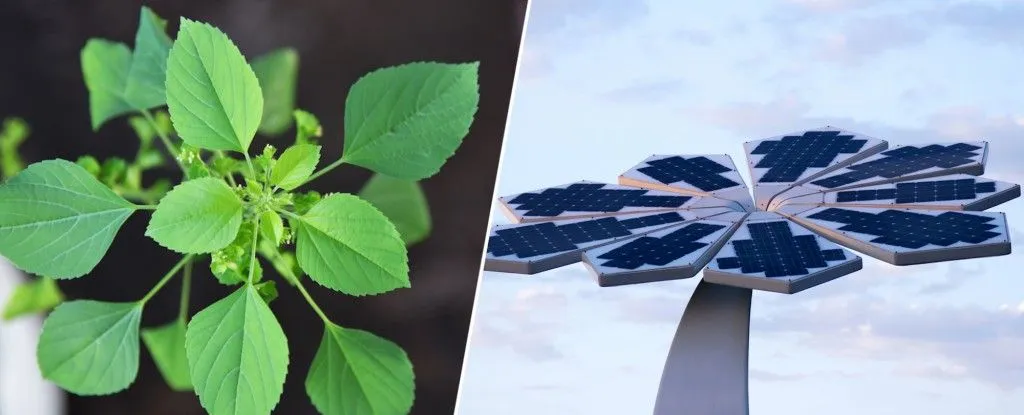 Biomimetics: What Is Biomimicry? What Are Its Different Types?