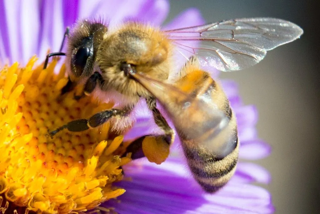 Bee on a flower close up - Image( Mr. Background)S