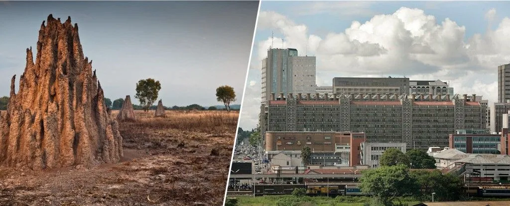 Cathedral termite mounds (Nasutitermes triodae), Northern Territory, Australia - Image( Andrew Paul Deer)s &Eastgate Centre, Harare, Zimbabwe1