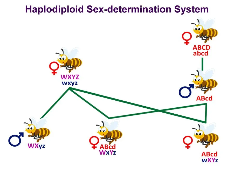 Haplodiploid Sex-determination System