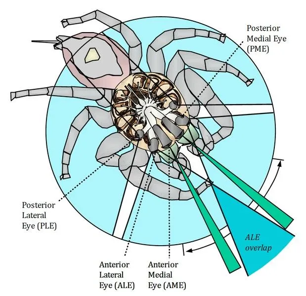 Jumping spider vision David Hill