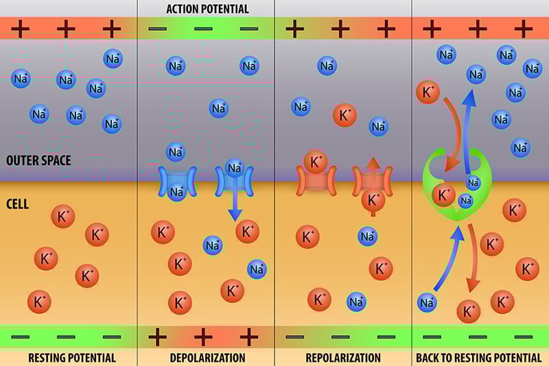 Nerve impulse action potential in neuron scheme vector illustration - Vector(extender_01)S