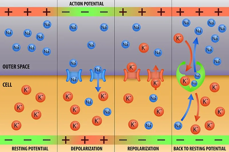 Nerve impulse action potential in neuron scheme vector illustration - Vector(extender_01)S