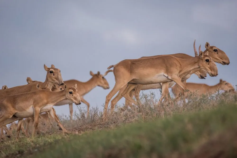 Saiga tatarica is listed in the Red Book, Chyornye Zemli (Black Lands) Nature Reserve, Kalmykia region, Russia - Image(Nikolai Denisov)s