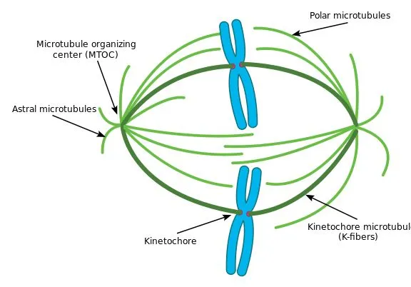 Spindle Fibers